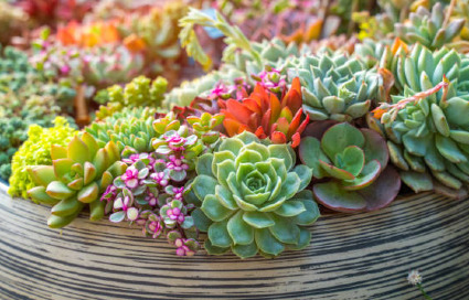 Premium Succulent Garden 