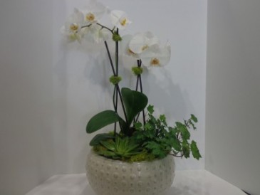Premium White Phalaenopsis Orchid  in Salt Lake City, UT | GALLERIA FLORAL
