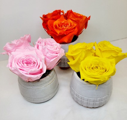 Preserved "Forever" Roses In Modern Pot 