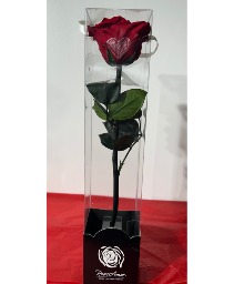 Preserved Red Rose  