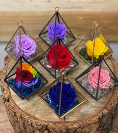 Preserved Rose Terrarium ❤️ 