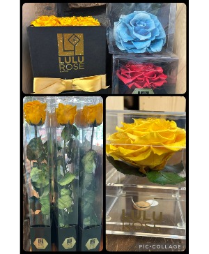 Preserved Rose Clearance Fresh/Preserved