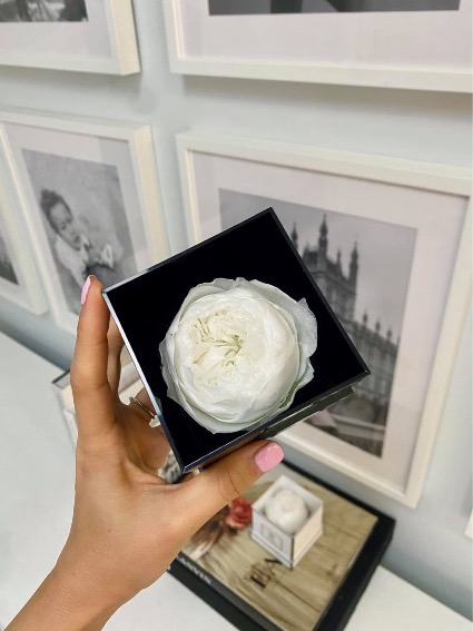 Preserved White Rose  