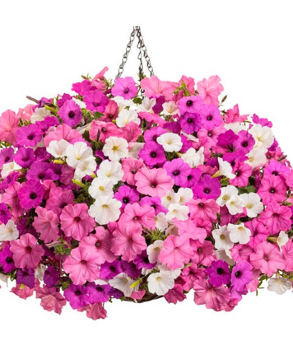 Pretty In Pink various pink-white  petunias