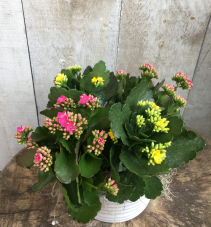 Pretty Kalanchoes Kalanchoe Planter