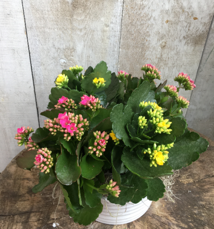 Pretty Kalanchoes Kalanchoe Planter