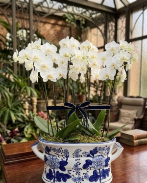 Orchid Garden Orchid Garden