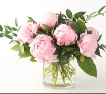 Pretty Peonies  