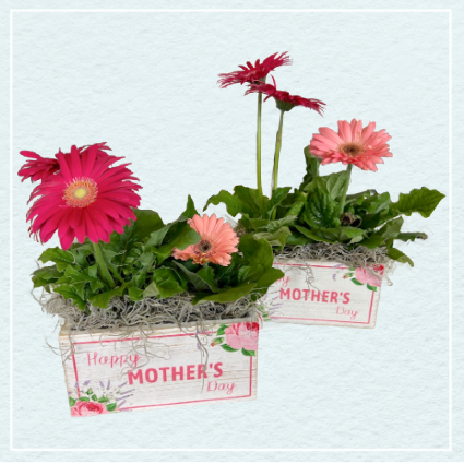 Pretty Petals Potted Plant