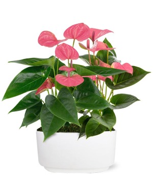 Pretty & Pink Anthuriums 