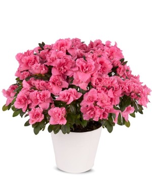 Pretty Pink Azalea House Plant 