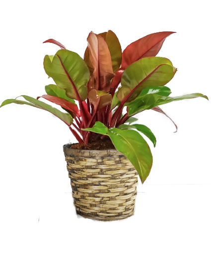 plant shelves Optimize Your Indoor Garden with the House Plant Shelf main image 1