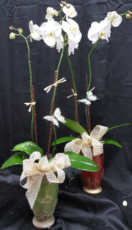 PROFESSIONAL ASSISTANT'S DAY ORCHID 