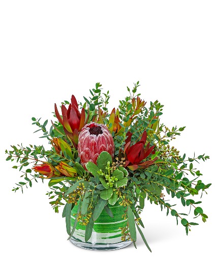 Protea Wilderness Plant