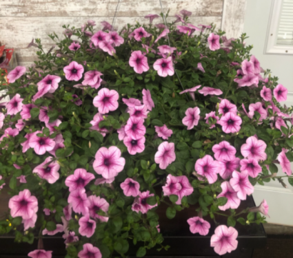Proven Winners Supertunia Trailing Rose Full Sun Hanging Basket
