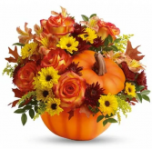 Pumpkin harvest  