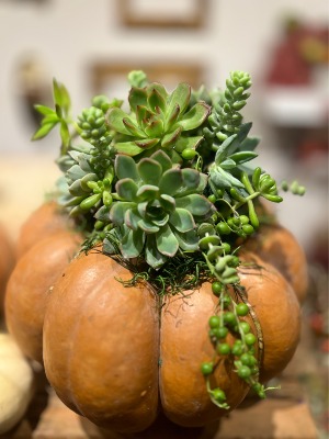 Pumpkin Succulent Design  