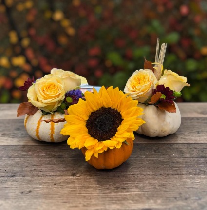 Pumpkin Trio 