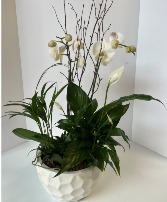 Pure and White  Orchid Planter 