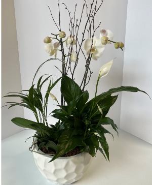 Pure and White  Orchid Planter 