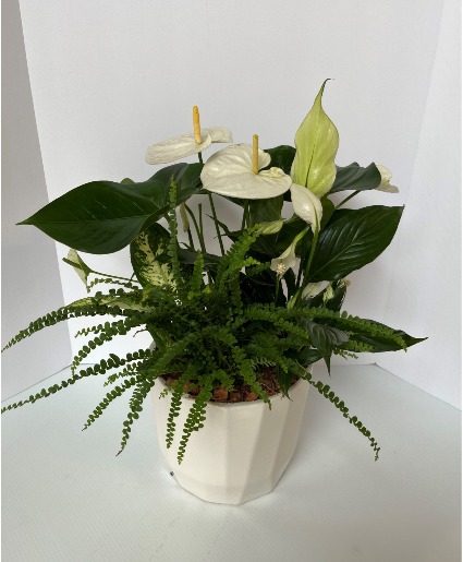 Pure Anthurium Plant 