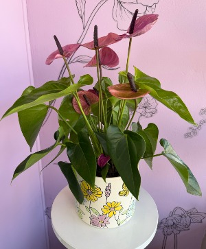 Purple Anthurium  Plant 