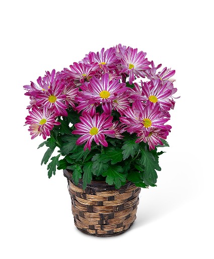 Purple Daisy Chrysanthemum Plant Plant