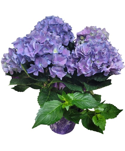Purple Hydrangea Potted Plant