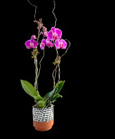 Purple Love - Purple Orchid double stem  