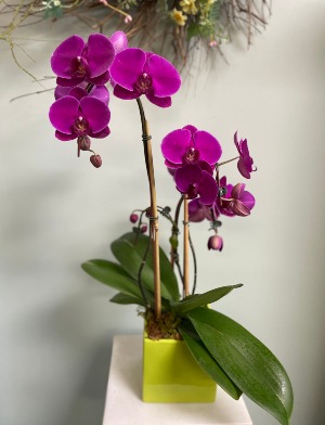 Purple Multiple Stems Phalaenopsis Orchid 