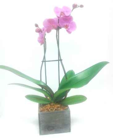 Pastel Orchid  in Tottenham, ON | TOTTENHAM FLOWERS & GIFTS