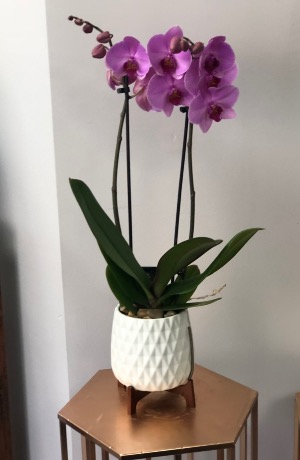 Purple orchid in Ceramic white pot 
