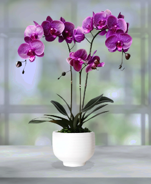 Purple Orchid Plant 