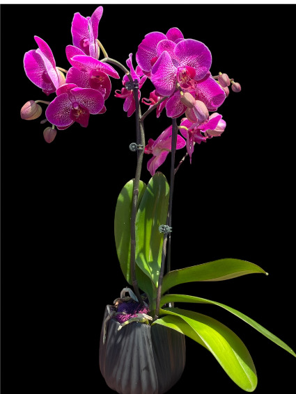 Purple Orchid Plant plant