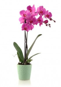 PURPLE PASSION ORCHID PLANT in Fernandina Beach, FL | Dottie B Florist