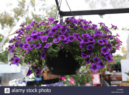 Purple Petunias 