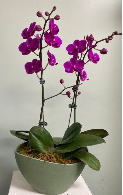 Purple Phalaenopsis Orchid House Plant