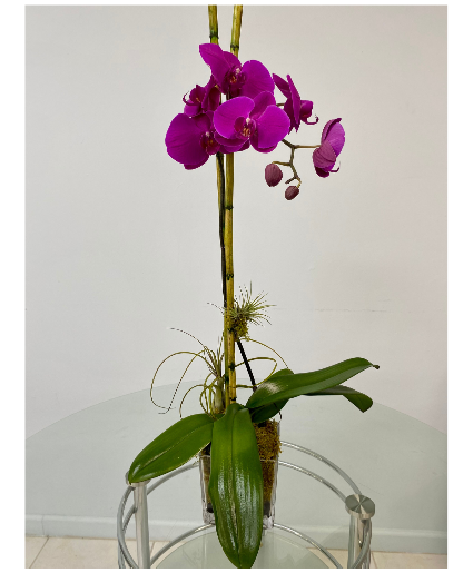 Purple Phalaenopsis Orchid Plant Plant