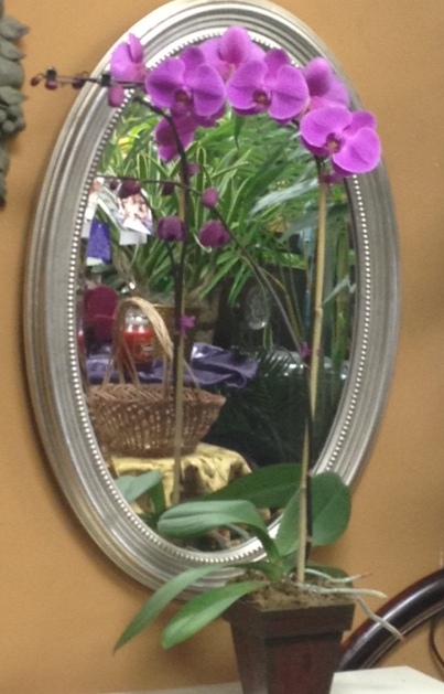 Purple Phalaenopsis Orchid Plant