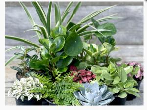 Purrr-fect Pet Friendly Dish Garden Dish Garden