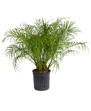 Pygmy Date Palm Plant
