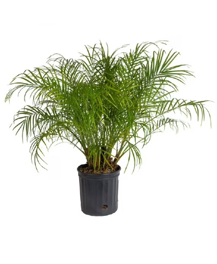 Pygmy Date Palm Plant