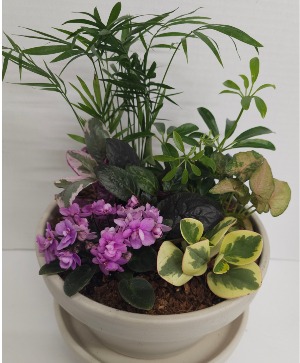 Quaint Dishgarden Dishgarden