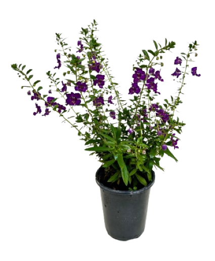 Quart Annuals  
