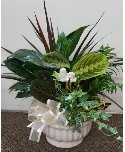 Quiet Touch Dish Garden  FHF-DG21 Assorted Plants (local delivery only)