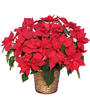 Radiant Poinsettia  Blooming Plant in Rising Sun, MD | Sissy's Floral & Gifts