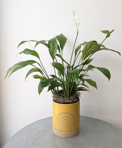 Rainbow Peace Lily 