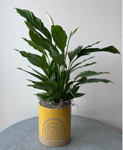 Rainbow Peace Lily 