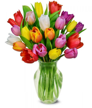Rainbow Tulips 