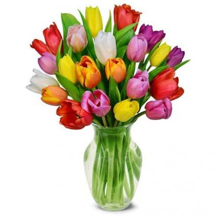 Rainbow Tulips 